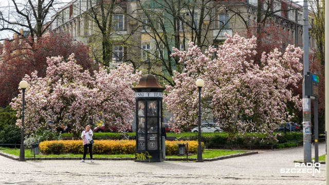 Fot. Robert Stachnik [Radio Szczecin] Mieszkańcy ruszyli szlakiem szczecińskich magnolii. "Są najpiękniejsze w Polsce" [WIDEO, ZDJĘCIA]