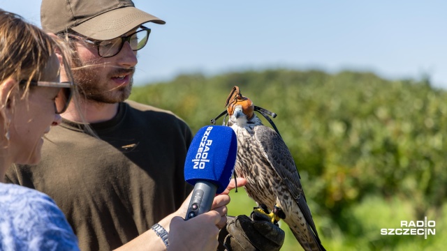 Fot. Robert Stachnik [Radio Szczecin] Sokoły patrolują... pola borówek [WIDEO, ZDJĘCIA]