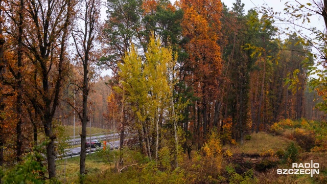 Fot. Robert Stachnik [Radio Szczecin] Wycinka przy autostradzie A6 [ZDJĘCIA]