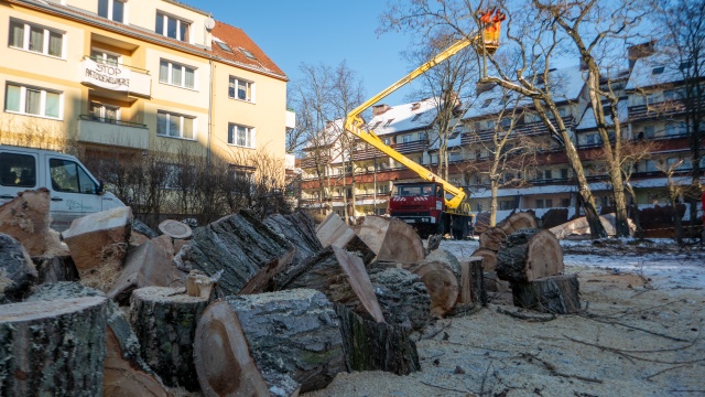 Ruszyła kontrowersyjna wycinka drzew w centrum Szczecina [WIDEO, ZDJĘCIA]