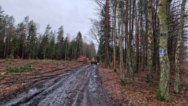 Trwa już wycinka drzew, później na miejsce wkroczą saperzy. To na budowie ostatniego odcinka trasy S11 w Zachodniopomorskiem.