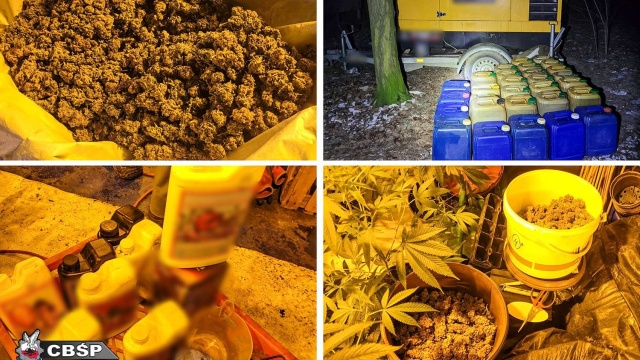 Ponad 420 krzaków konopi indyjskich znajdowało się na plantacji zlikwidowanej przez funkcjonariuszy Centralnego Biura Śledczego Policji. Produkcja marihuany odbywała się na prywatnej posesji w powiecie brzezińskim w województwie łódzkim.
