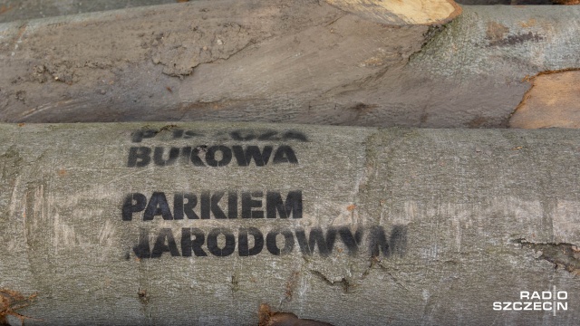 Będzie zakaz wycinki drzew w Puszczy Bukowej - zapowiada wojewoda zachodniopomorski Adam Rudawski.