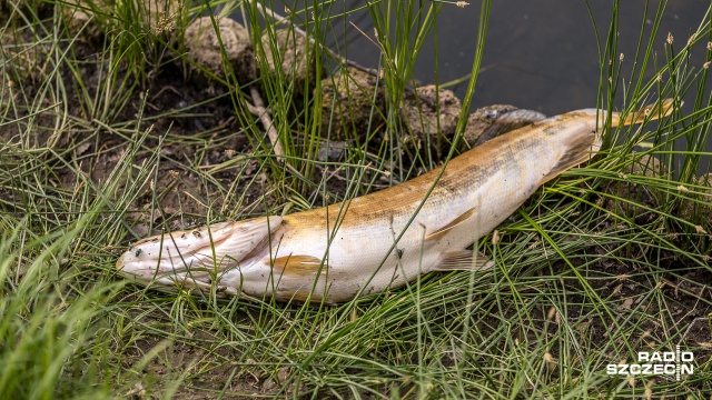 Kilkadziesiąt kilogramów śniętych ryb wyłowili z Kanału Gliwickiego pracownicy Wód Polskich. To kolejny w ciągu ostatnich miesięcy przypadek.