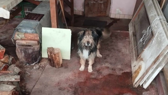 15 psów w jednym mieszkaniu - policja wyjaśnia, czy w jednym ze szczecińskich lokali funkcjonowała pseudo-hodowla.