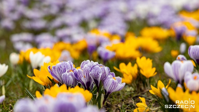 Nad ranem rozpoczęła się astronomiczna wiosna. Choć początek wiosny jest powszechnie kojarzony z inną datą, to ze względu na niedoskonałość kalendarza wydarzenie to nie zawsze wypada dokładnie w ten sam dzień.