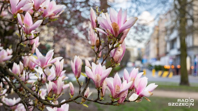 Wycieczka szlakiem biało-różowej wizytówki Szczecina. W sobotę odbędzie się spacer śladami magnolii.