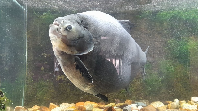Ma 39 lat, nietypową jak na swój gatunek dietę i jest największą celebrytką Muzeum Rybołówstwa Morskiego w Świnoujściu. A jak na celebrytkę przystało kolejne 40. urodziny obchodziła będzie hucznie.