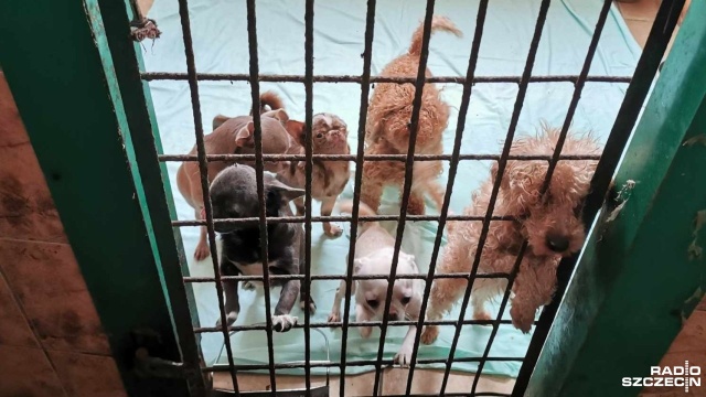 Kilkadziesiąt zaniedbanych psów odebranych z jednej z kołobrzeskich hodowli. Wszystkie trafiły do miejscowego schroniska dla zwierząt.