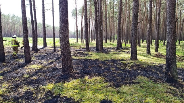 Samolot gaśniczy oraz strażacy z OSP gaszą pożar lasu w miejscowości Niedźwiedź.