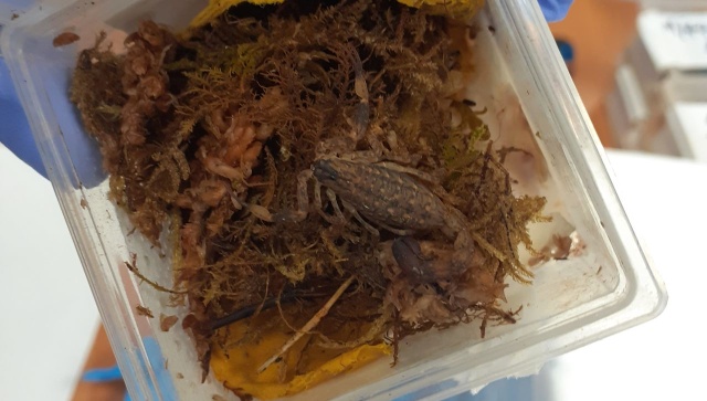 Skorpiony zamiast narzędzi ogrodniczych znalezione w przesyłce z Hongkongu.