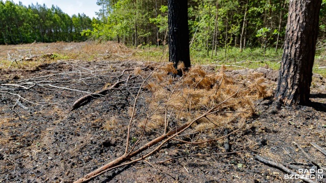 Zagrożenie pożarowe w polskich lasach utrzymuje się na niskim i średnim poziomie - informują Lasy Państwowe.