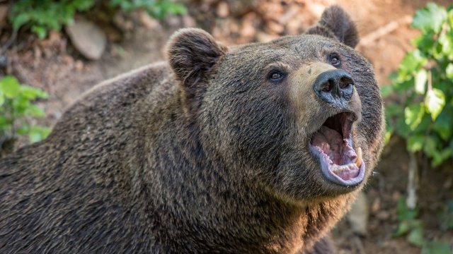 Rumuński parlament na nadzwyczajnym posiedzeniu zdecydował o zwiększeniu odstrzału niedźwiedzi brunatnych w tym kraju przez najbliższe dwa lata. Ustawę przyjęto po kilku dramatycznych atakach tych zwierząt na ludzi.