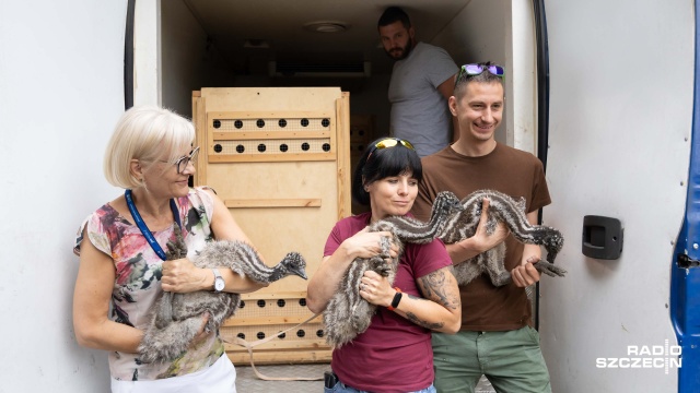 Szczecińskie ptaki emu trafią do Zoo w Poznaniu. Jeden samiec i dwie samiczki są w drodze do nowego domu.
