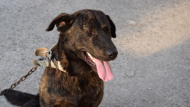 Do Sejmu wpłynął projekt ustawy, która zakazuje trzymania psów na łańcuchach. To nowelizacja ustawy o ochronie zwierząt z sierpnia 1997 roku, którą przygotowała grupa posłów Koalicji Obywatelskiej.