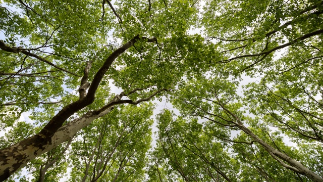 Ministerstwo Klimatu i Środowiska proponuje czternaście lokalizacji, gdzie mogą powstać lasy społeczne. To tereny wokół dużych miast, takich jak Warszawa, Gdańsk, Poznań czy Szczecin.