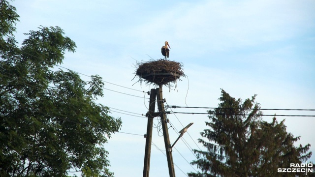 Przez nawet dwa miesiące podroży przemierzą tysiące kilometrów, by w październiku i listopadzie zameldować się w Egipcie, Sudanie, Czadzie, a nawet w RPA.