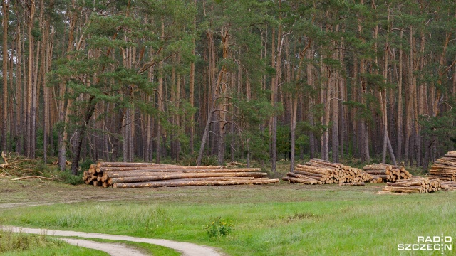 Kończą się konsultacje w sprawie tak zwanych lasów społecznych. Potrwają do czwartku, a Lasy Państwowe dążą do tego, by 20 procent lasów wyłączyć z użytkowania gospodarczego.