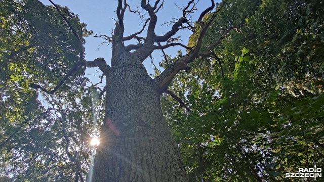 Wycinkę drzew w nadmorskim parku w Kołobrzegu planują miejscowe władze. Swoją decyzję tłumaczą złym stanem i zagrożeniem, jakie mogą stanowić osłabione gatunki.