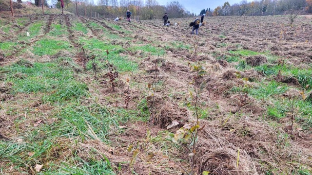 Szczecińskie lasy powiększą się o 2,5 hektara. Zalesiony zostanie polny teren przy ulicy Łużyckiej na Skolwinie.