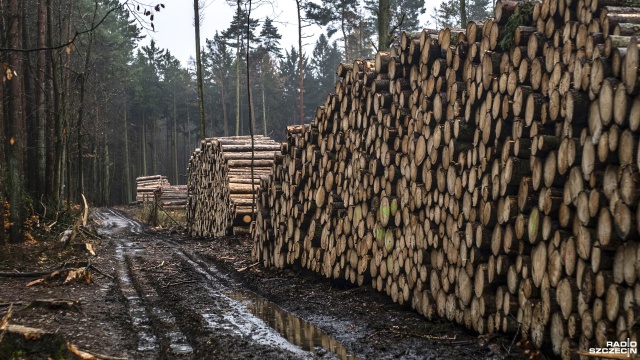 Kornik drukarz dokonał dzieła zniszczenia. Chodzi o ponad 1,5 tysiąca świerków, które w kilka dni zostały wycięte w okolicy jeziora Goplana w Lesie Arkońskim.