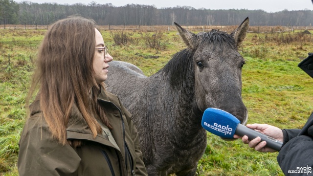 Koniki polskie z Klinisk wróciły do zagrody pokazowej po kilkutygodniowej, przymusowej przerwie.