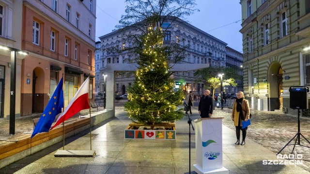 Żywa choinka rozbłysła na alei Wojska Polskiego w Szczecinie.