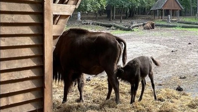 To samiec, który przyszedł na świat w Zagrodzie Pokazowej Wolińskiego Parku Narodowego. Do 16 grudnia park czeka na maile z propozycjami.