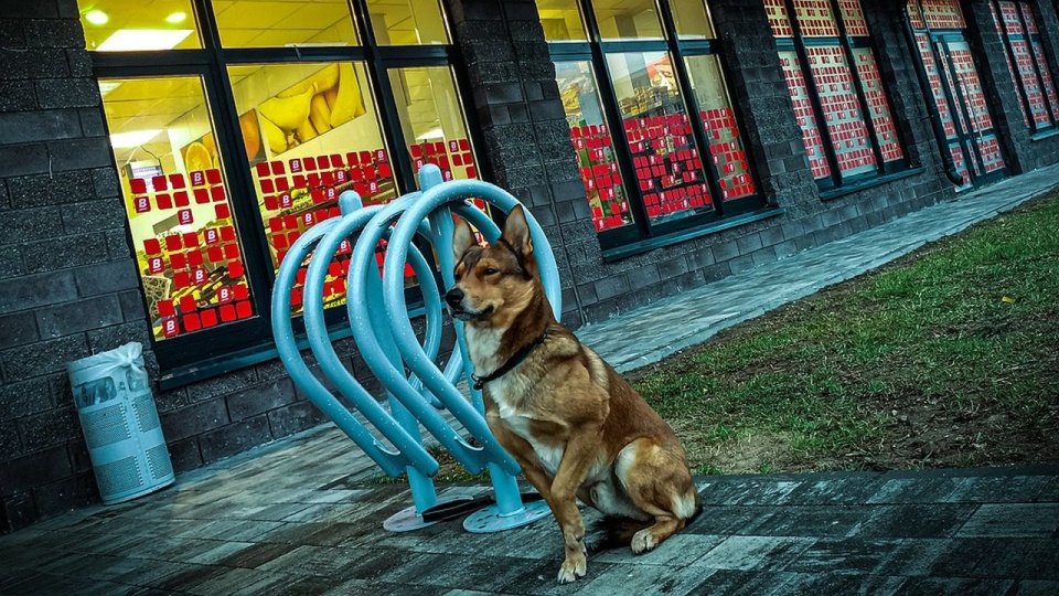 Za zostawienie psa przed sklepem może grozić mandat wysokości 500 złotych. źródło: https://pixabay.com/pl/6267054/adam1zakaev/CC0 - domena publiczna