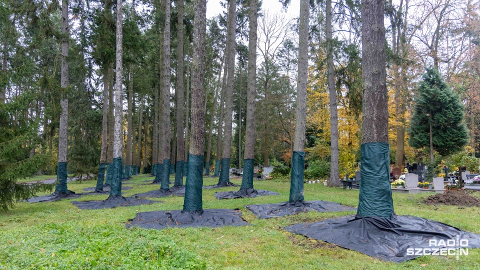 Na Cmentarzu Centralnym trwa walka z kornikiem drukarzem [WIDEO, ZDJĘCIA]