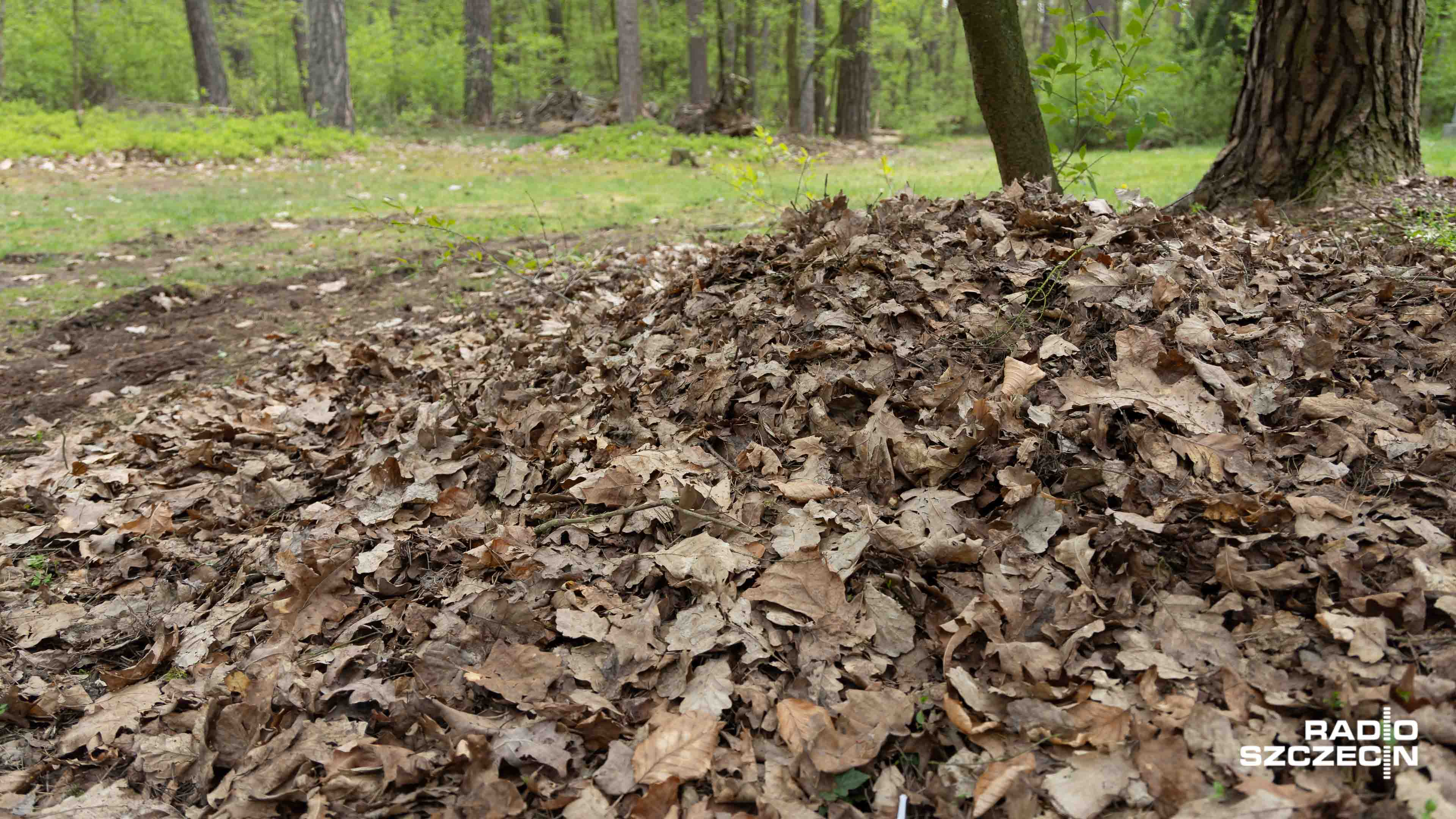 Kołobrzeskie parki pokryte są liśćmi spadającymi z drzew. Miasto podkreśla, że to nie bałagan, lecz wzmacnianie bioróżnorodności.