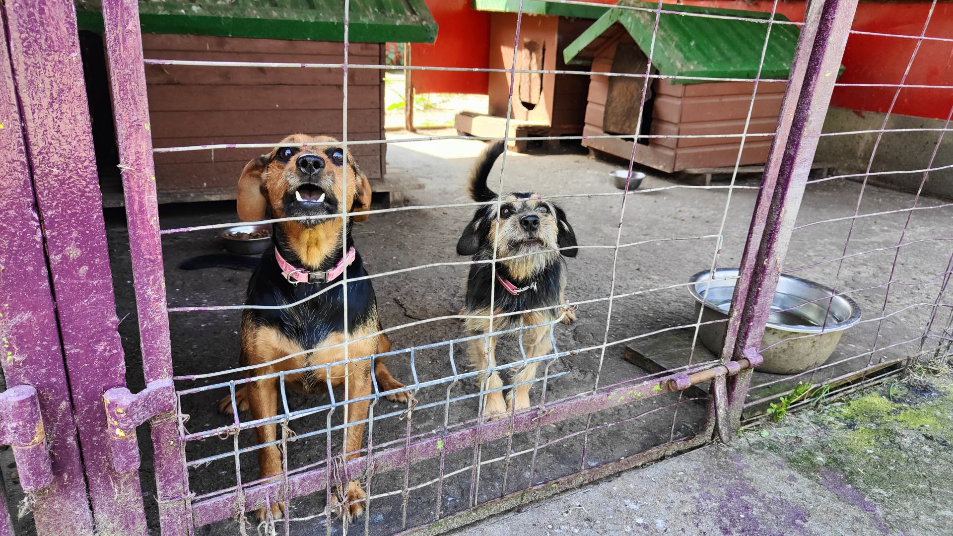 Większość posłów prawdopodobnie poprze projekt ustawy zakazujący trzymania psów na uwięzi. W Sejmie trwają prace nad nowymi przepisami dotyczącymi ochrony zwierząt.