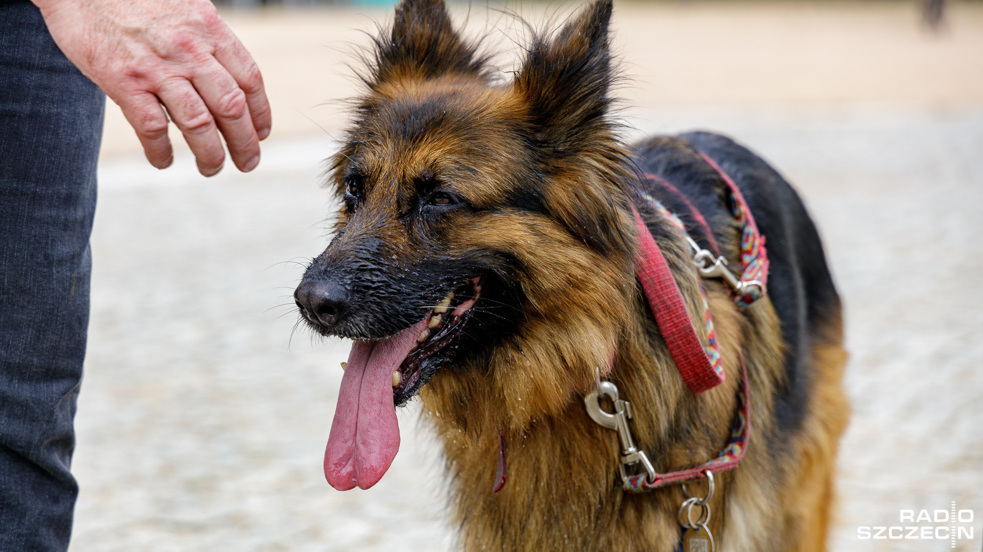 Potrzebna jest zmiana prawa, ale i edukacja społeczna dotycząca praw zwierząt. Goście Radia Szczecin na wieczór komentowali prezydenckie weto w sprawie tak zwanej ustawie łańcuchowej.