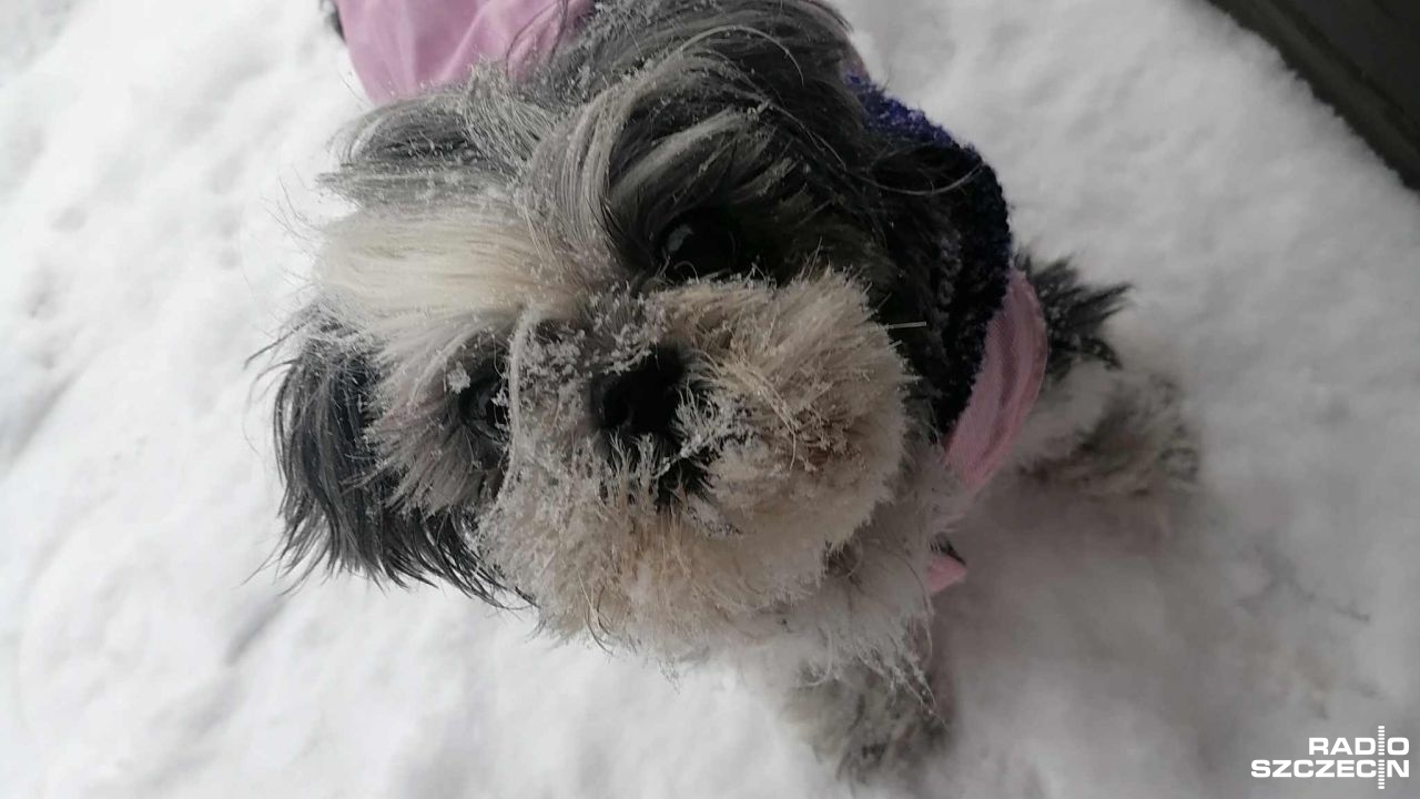 Rząd chce wprowadzić obowiązek czipowania psów