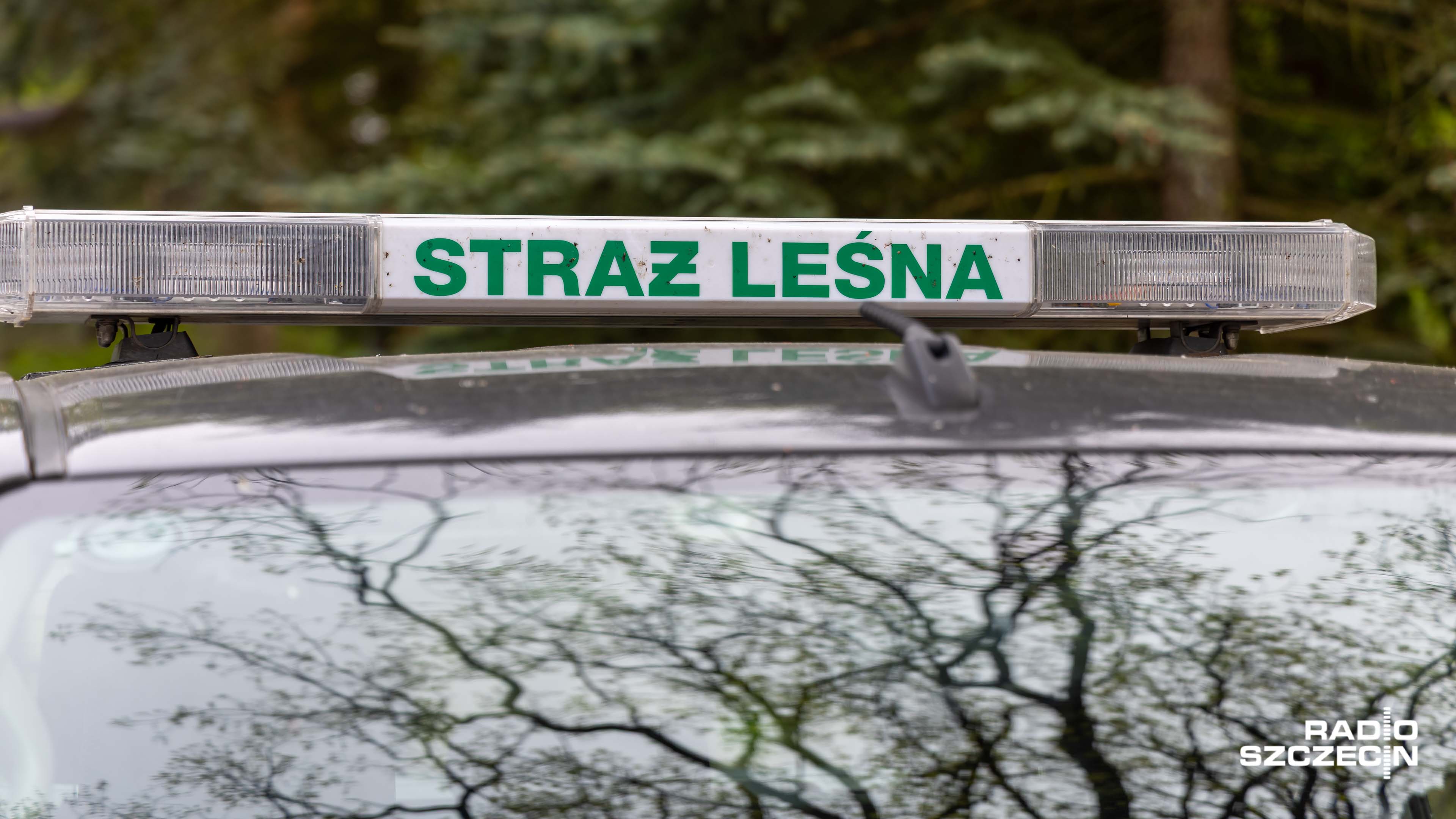 Strażnicy leśni prowadzą akcję Stroisz03926. Jej celem jest ograniczenie nielegalnego wycinania gałęzi jodeł i świerków wykorzystywanych do tworzenia wieńców i dekoracji na groby.