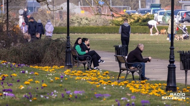 Fot. Robert Stachnik [Radio Szczecin] Morze krokusów na Jasnych Błoniach [WIDEO, ZDJĘCIA]