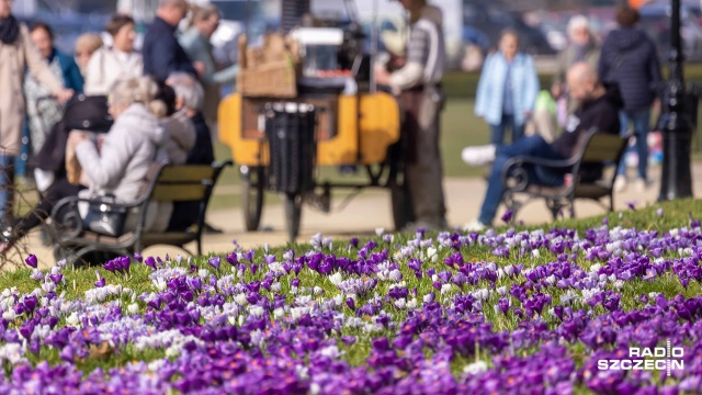 Fot. Robert Stachnik [Radio Szczecin] Morze krokusów na Jasnych Błoniach [WIDEO, ZDJĘCIA]