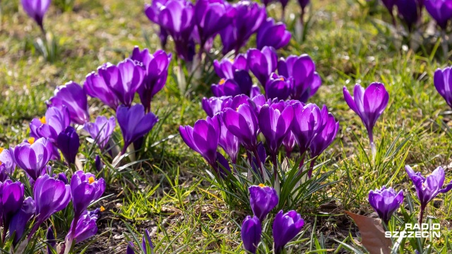 Fot. Robert Stachnik [Radio Szczecin] Morze krokusów na Jasnych Błoniach [WIDEO, ZDJĘCIA]