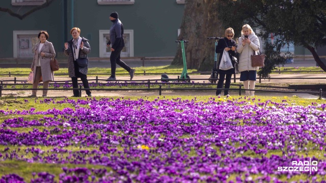 Fot. Robert Stachnik [Radio Szczecin] Morze krokusów na Jasnych Błoniach [WIDEO, ZDJĘCIA]