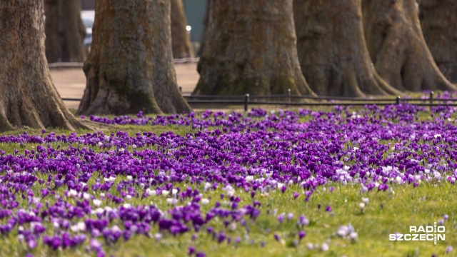 Fot. Robert Stachnik [Radio Szczecin] Morze krokusów na Jasnych Błoniach [WIDEO, ZDJĘCIA]