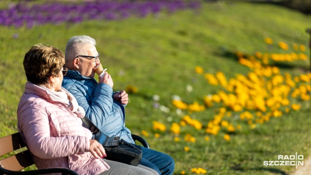 Fot. Robert Stachnik [Radio Szczecin] Morze krokusów na Jasnych Błoniach [WIDEO, ZDJĘCIA]