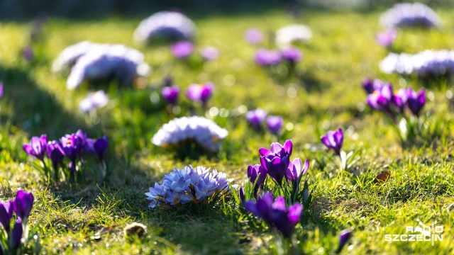 Fot. Robert Stachnik [Radio Szczecin] Morze krokusów na Jasnych Błoniach [WIDEO, ZDJĘCIA]