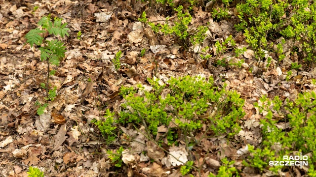 Fot. Robert Stachnik [Radio Szczecin] W lasach rośnie zagrożenie pożarowe [WIDEO, ZDJĘCIA]