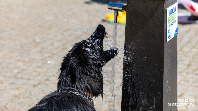 Fot. Robert Stachnik [Radio Szczecin] Zbiórka dla bezdomnych zwierząt na Jasnych Błoniach [WIDEO, ZDJĘCIA]