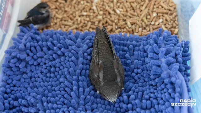 Fot. Robert Stachnik [Radio Szczecin] Wieczorne spacery kotów śmiertelnie niebezpieczne dla ptaków [WIDEO, ZDJĘCIA]