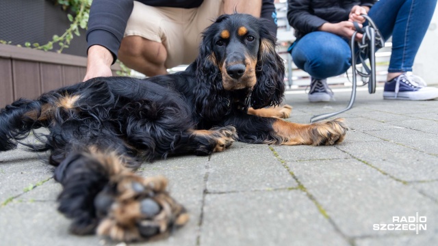 Fot. Robert Stachnik [Radio Szczecin] Wakacje z czworonogiem. O czym pamiętać? [WIDEO, ZDJĘCIA]