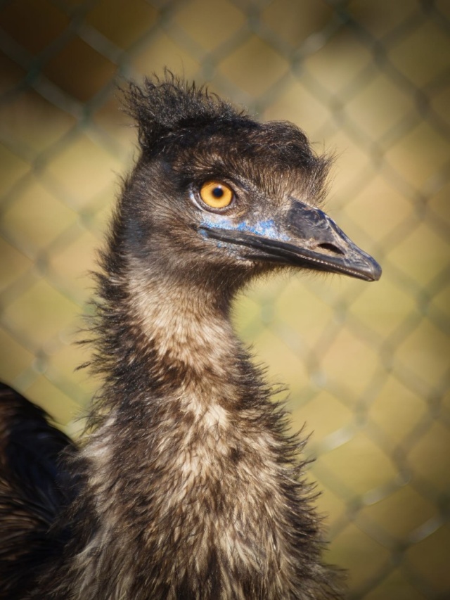 Fot. Hipoterapia "Mały Rycerz” Ptak emu wrócił do domu