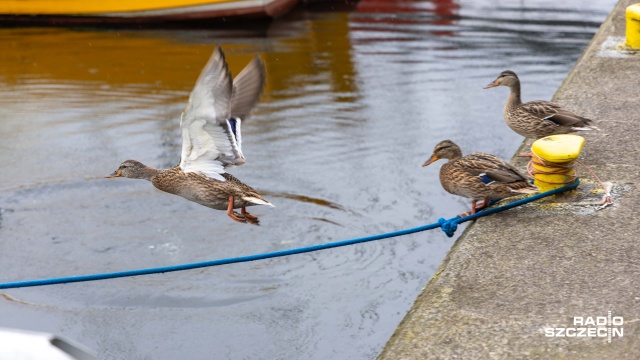 Fot. Robert Stachnik [Radio Szczecin] Spacer edukacyjny nad Jeziorem Dąbie. "Ptaki" Paula Robiena [WIDEO, ZDJĘCIA]