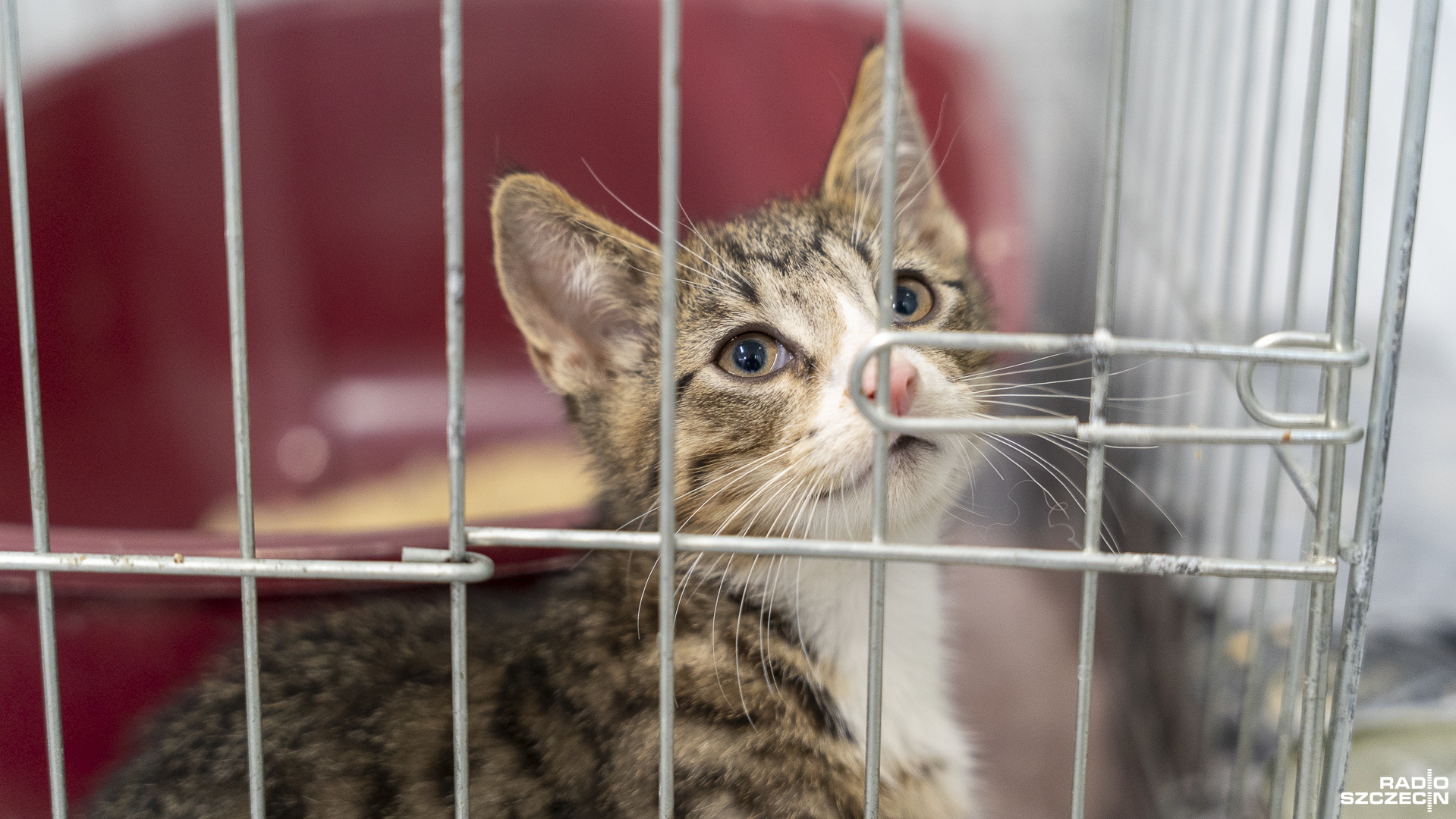 Karma, żwirek, zabawki czy też środki czystości - tego najbardziej potrzebują obecnie podopieczni szczecińskiego Towarzystwa Opieki nad Zwierzętami.
