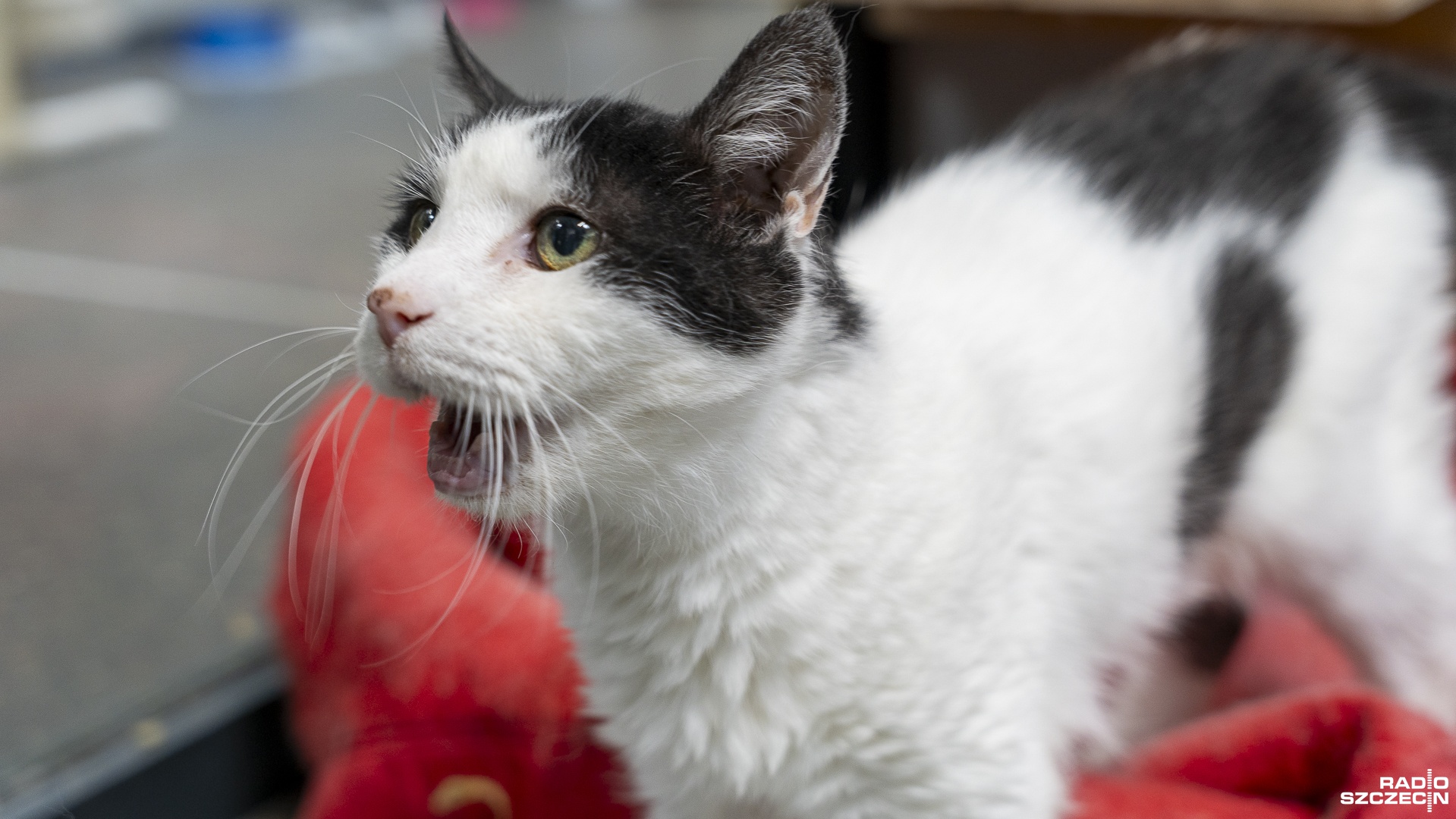 Stowarzyszenie Kociarka wstrzymuje przyjmowanie kotów do odwołania. Taka decyzja spowodowana jest wysokimi kosztami utrzymania zwierząt.